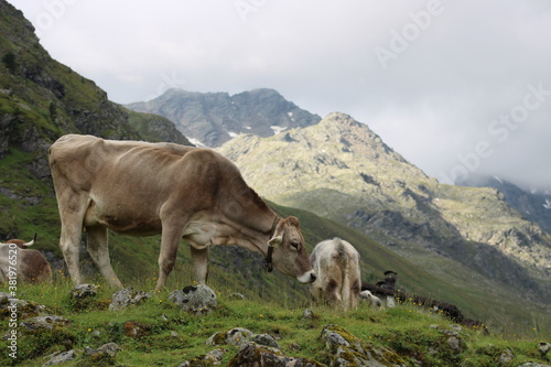 Cows grazing on an Alm in the Austrian alps