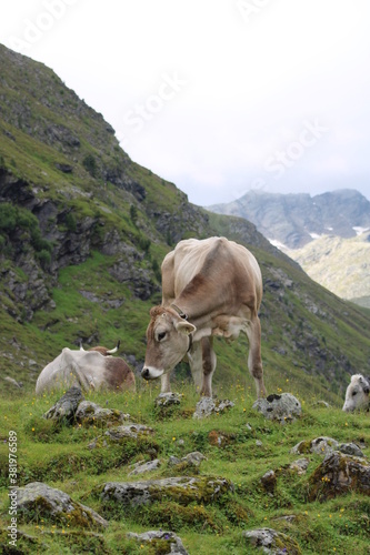 Cows grazing on an Alm in the Austrian alps