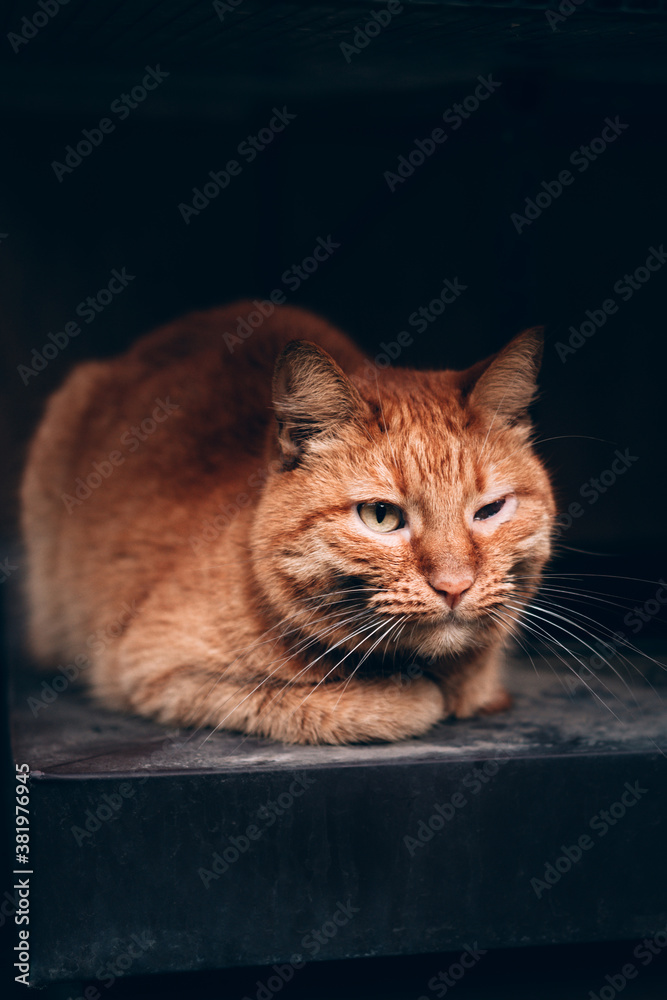 Homeless lonely animals. A beautiful red tabby cat lies and poses. Street cat with a hard fate and a black eye on a black background.