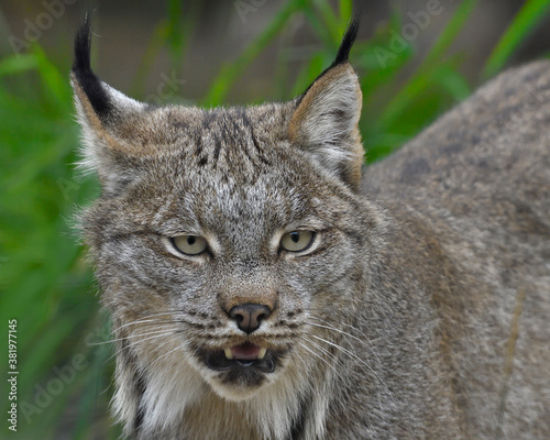 An American Lynx shows its teeth