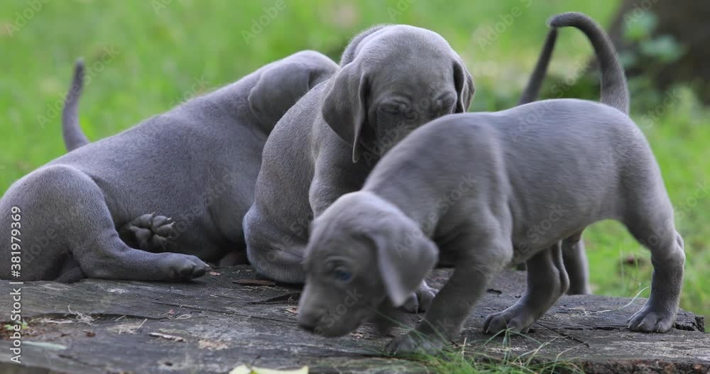 Beautiful dark gray puppies playing on a stump in the park Beautiful dark gray puppies playing on a stump in the park