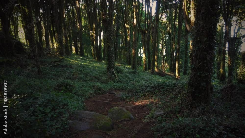 Forest Trees with Sunlight Bursting through Tree Branches at Sunset in the Woods with stones covered with moss. 