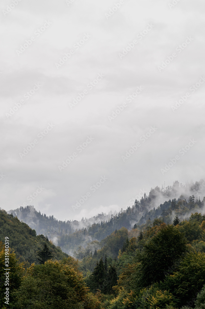 Autumn landscape, foggy forest
