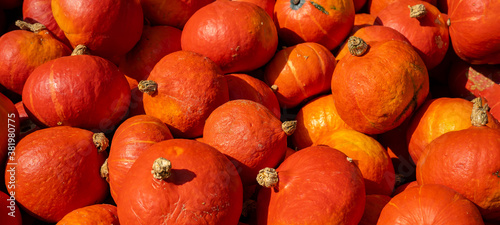 Autumn vegetables food thanksgiving background banner - Top view lots of colorful orange fresh red kuri squash ( cucurbita maxima ) edible pumpkins photo