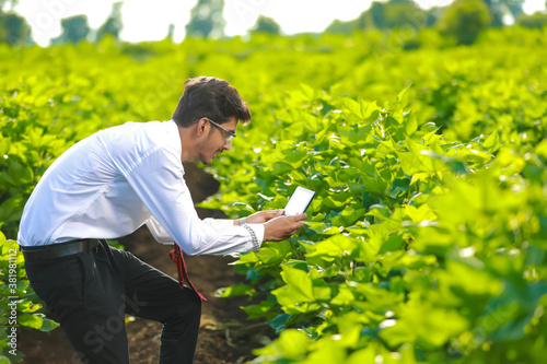 young handsome agronomist inspecting cotton field with tablet