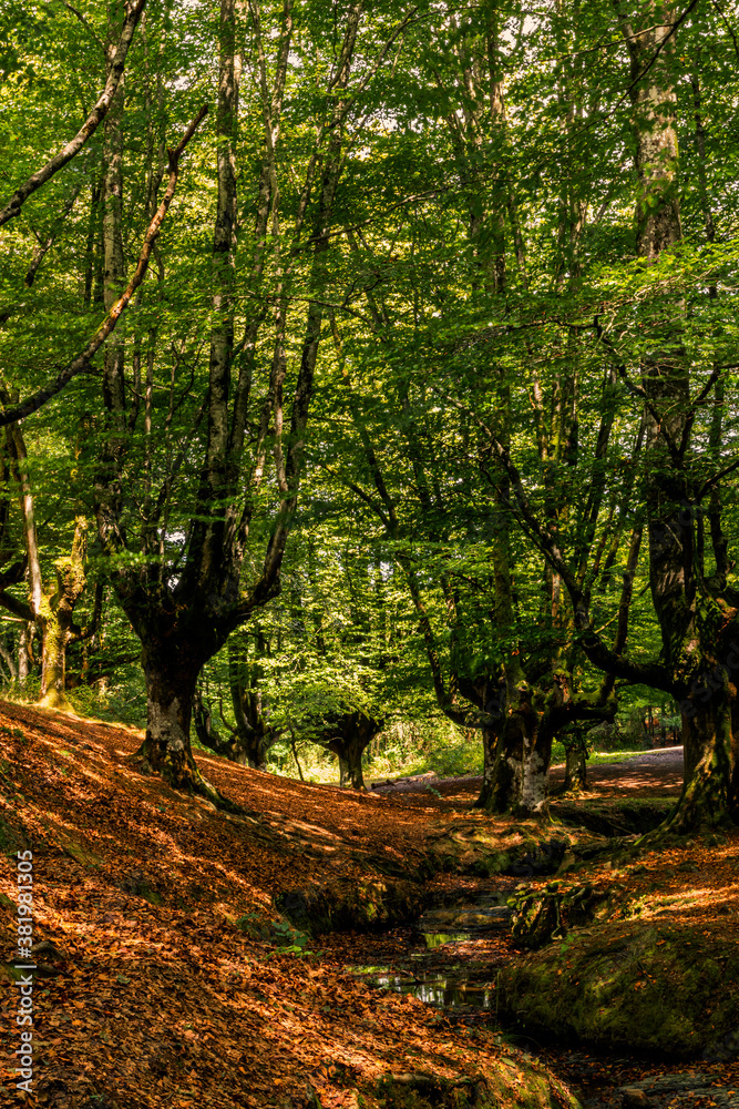 Fairytale forest by day, trees with moss and dry leaves on the ground Fairytale forest by day, trees with moss and dry leaves on the ground