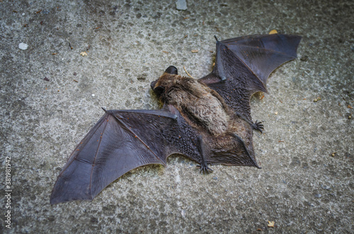 A close up of the small bat. A fallen bat lying on the ground before rescue.