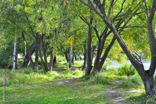 trees in the park