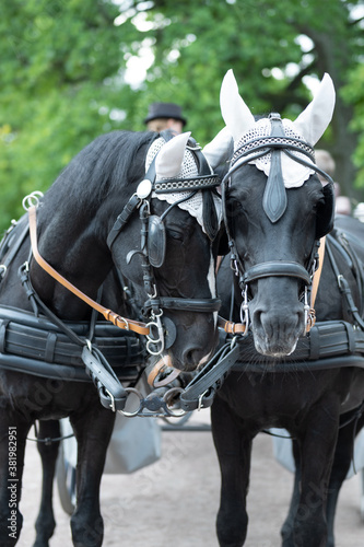 Two black horses for city sightseeing tour in Saint petersburg park with silver horns in summer