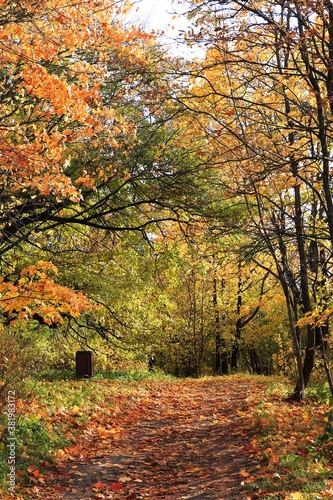 Autumn park in September on a bright warm day, a path with red leaves. Beautiful bright landscape in the park, seasons, golden autumn season, background