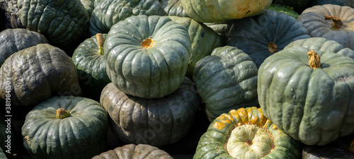 Autumn vegetables food thanksgiving background banner - Top view lots of colorful green Queensland blue squash, edible pumpkins cucurbita