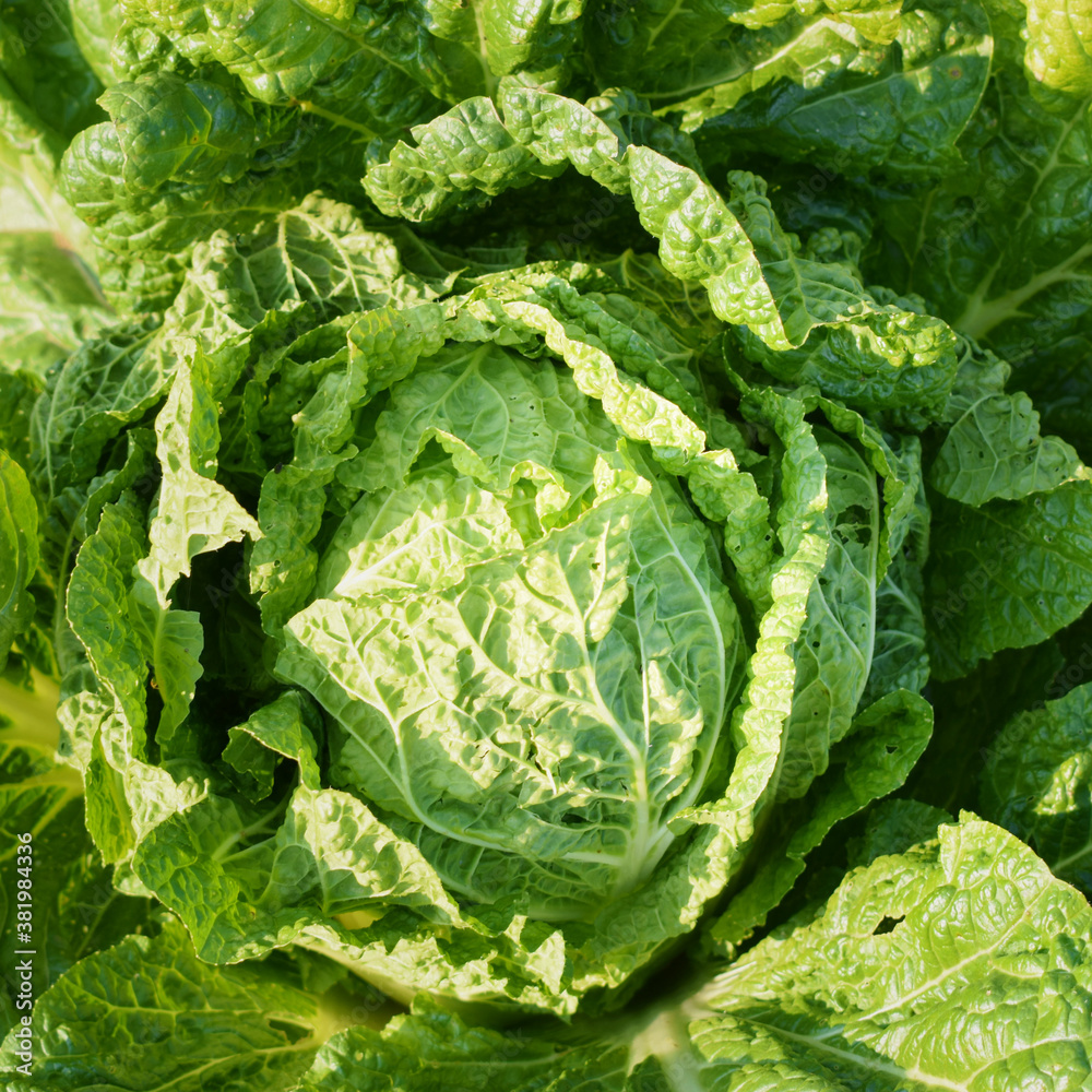 Beautiful savoy cabbage head growing in a garden Beautiful savoy cabbage head growing in a garden