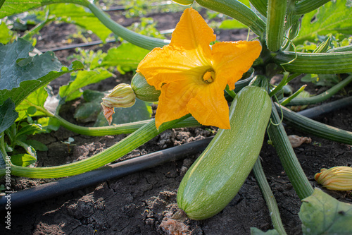 Fototapeta Naklejka Na Ścianę i Meble -  fertile Bush of flowering squash