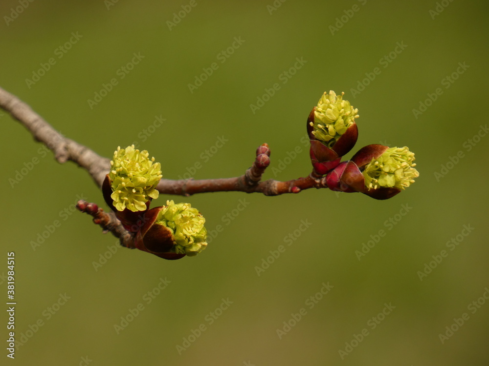 Norway maple (Acer platanoided) - twig and bud with riping flower in early spring Norway maple (Acer platanoided) - twig and bud with riping flower in early spring