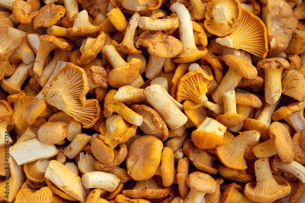 Fresh chanterelle mushrooms close up background, flat lay Fresh chanterelle mushrooms close up background, flat lay
