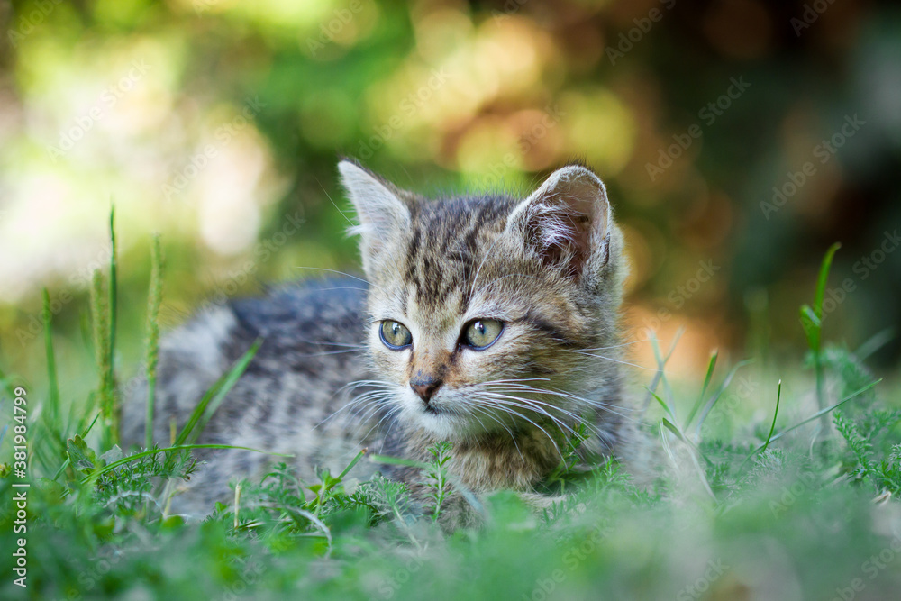 portrait of a cat in nice evening light, czech cute kitten