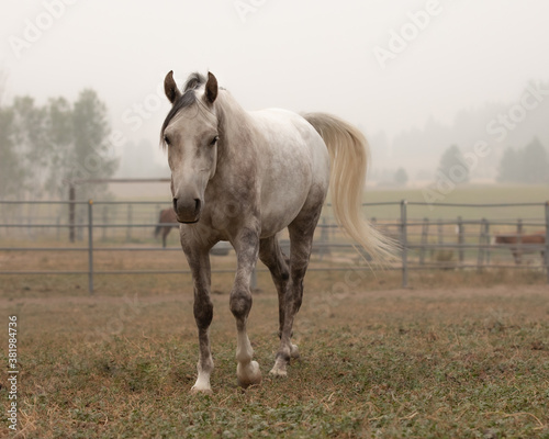 Gray gelding horse