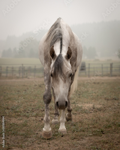 Gray Arabian gelding horse