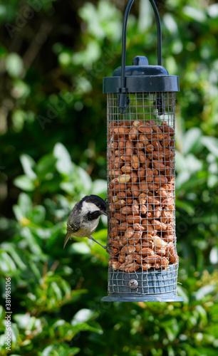 Coal Tit feeding photo