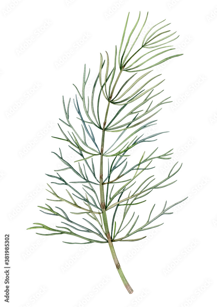 Watercolor hand drawn herbage. Can be used as print, postcard, invitation, greeting card, book or magazine illustration, stickers, label, tatoo, fabric. Watercolor hand drawn herbage. Can be used as print, postcard, invitation, greeting card, book or magazine illustration, stickers, label, tatoo, fabric.