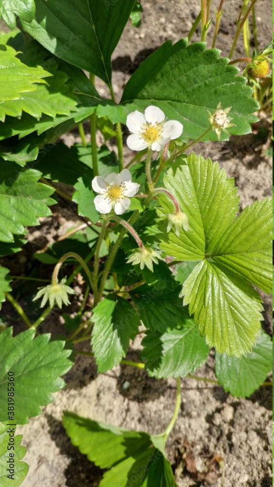 Strawberry bush with flower and unripe berries, farming concept, selective focus Strawberry bush with flower and unripe berries, farming concept, selective focus