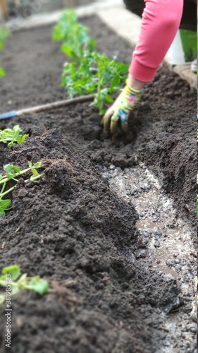 Female hands in gloves plant tomato seedlings in open soil in vegetable garden  green farm concept  selective focus