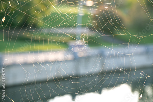 Close-up of the spider web or cob web with midges and flies on warm background of autumn sunset