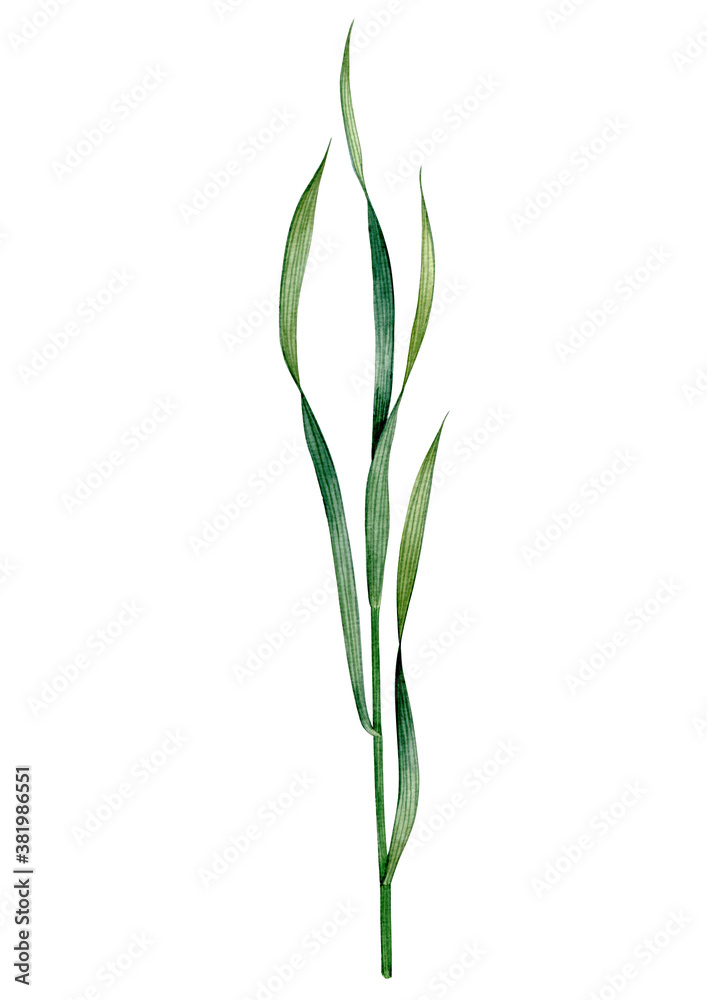 Watercolor hand drawn herbage. Can be used as print, postcard, invitation, greeting card, book or magazine illustration, stickers, label, tatoo, fabric. Watercolor hand drawn herbage. Can be used as print, postcard, invitation, greeting card, book or magazine illustration, stickers, label, tatoo, fabric.