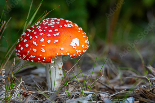 Red Mushroom fly agaric Amanita muscaria in the wild, in the summer forest. Blurred background