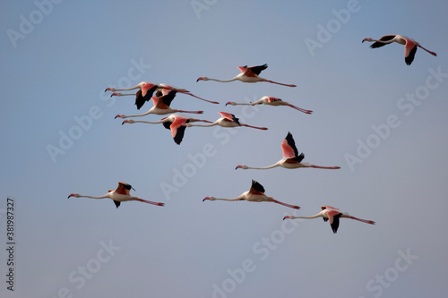 Flamingos, Skeleton Coast, Namibia
