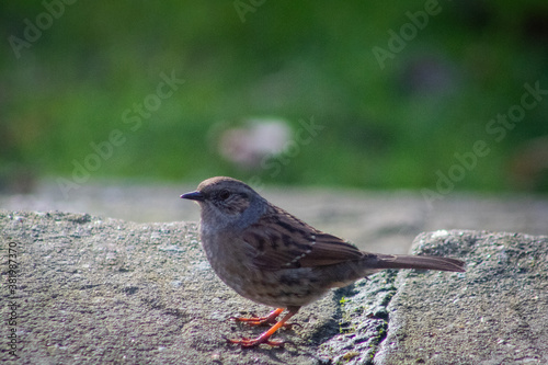 Dunnock