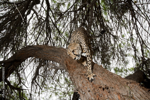 Cheetah, Keetmanshoop, Namibia photo