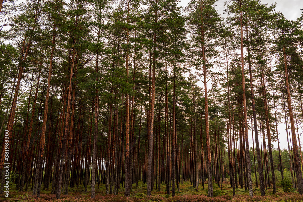 forest with slender, long pines forest with slender, long pines