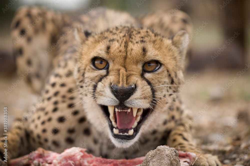 Fototapeta premium Snarling Cheetah, Keetmanshoop, Namibia