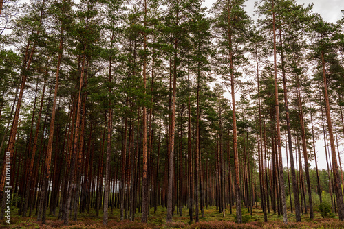 Fototapeta Naklejka Na Ścianę i Meble -  forest with slender, long pines