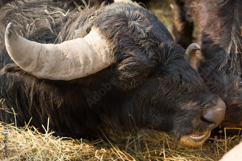 Black bull head with gray horns close-up. Cattle on the farm, dairy animals. Symbol of the new year 2021 on the Eastern calendar photo