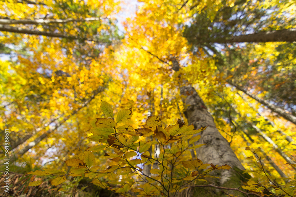 Close up yellow leaves with beautiful autumn forest blur background. Looking up