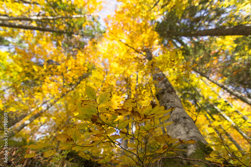 Close up yellow leaves with beautiful autumn forest blur background. Looking up © Dan