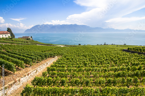 Vineyards in Lavaux region, Switzerland