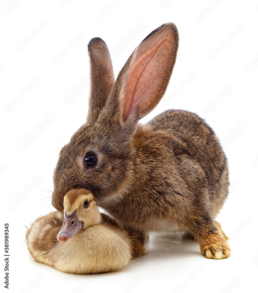 Obraz premium Rabbit and duckling.