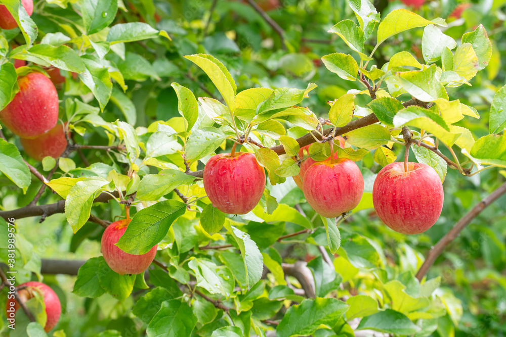 Obraz premium several red apples ripe and ready for picking in an orchard