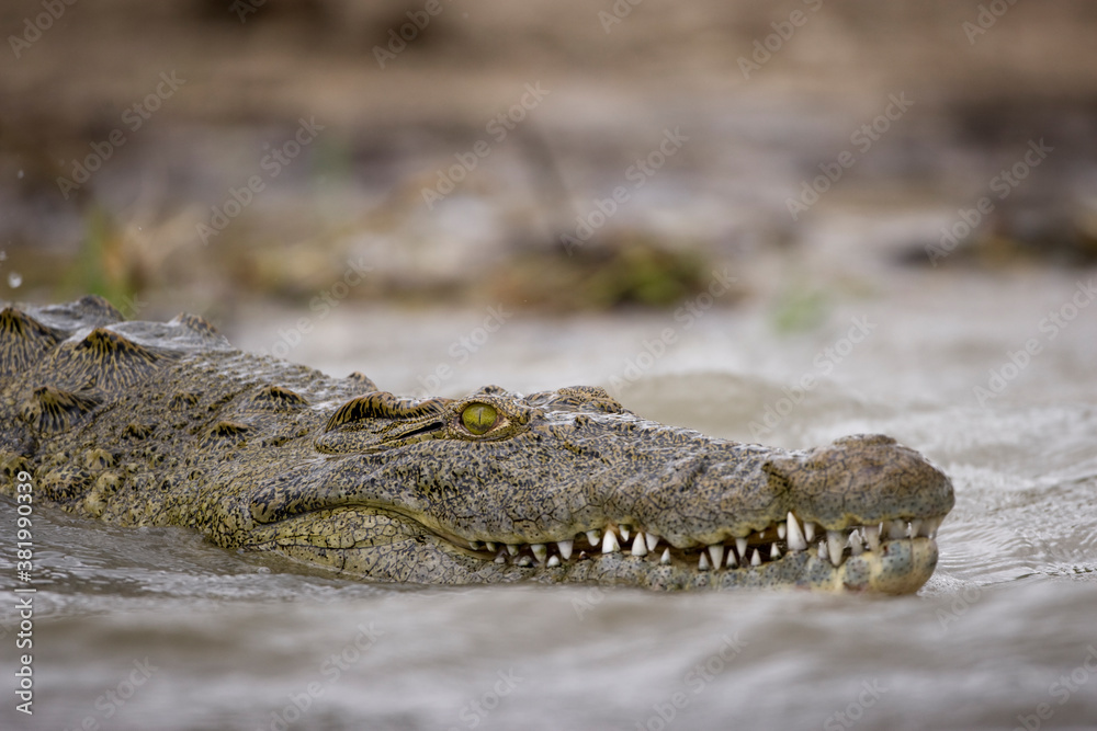 Fototapeta premium Nile Crocodile, Chobe National Park, Botswana