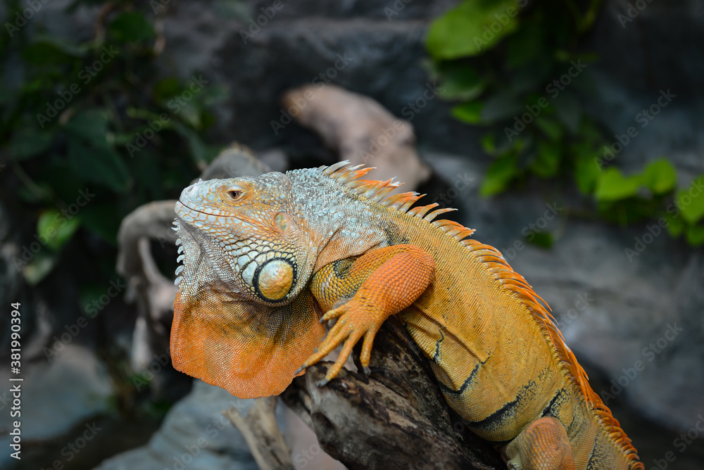 Nice big iguana sitting on the rocks in zoo close up macro portrait of lizard reptile Nice big iguana sitting on the rocks in zoo close up macro portrait of lizard reptile