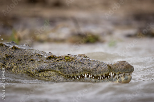 Nile Crocodile, Chobe National Park, Botswana