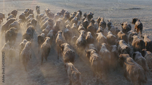 Europen bison. Aerial view of running herd in frosty morning. Bison bonasus.