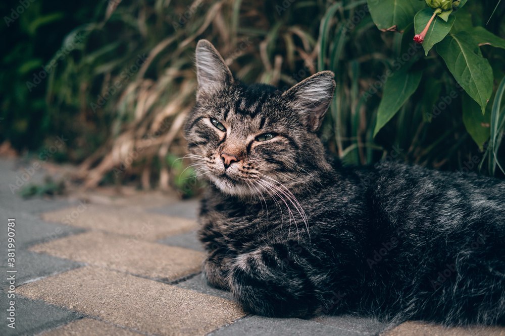 Street grey striped cat lying on the sidewalk on a background of green with flowerbeds. A single adult stray cat. A beautiful stray cat without a breed is resting in nature. Street grey striped cat lying on the sidewalk on a background of green with flowerbeds. A single adult stray cat. A beautiful stray cat without a breed is resting in nature.