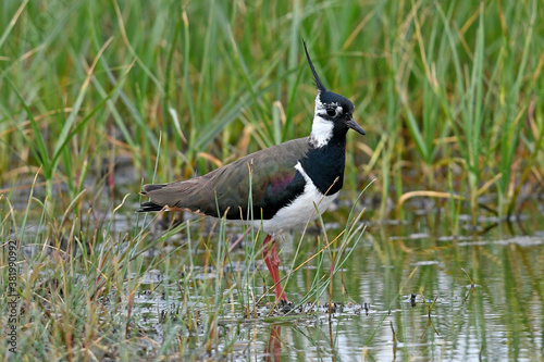 Kiebitz (Vanellus vanellus) - Northern lapwing photo