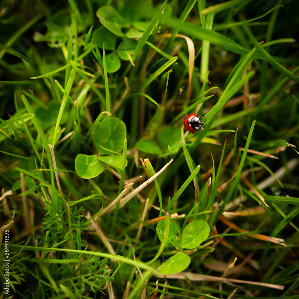 Marienkäfer in Wiese Marienkäfer in Wiese