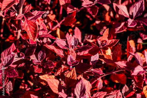 Purple leaves in the afternoon light