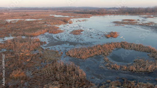 Flock of birds on the frozen lake in winter. Aerial view. Swans and ducks in water at sunrise.